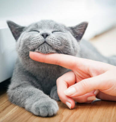 Pet Checks
